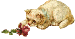 котенок и роза