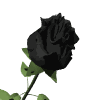 роза черная