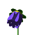 роза фиолетовая