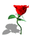 красная роза маленькая