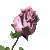 роза розовая маленькая