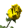 роза желтая